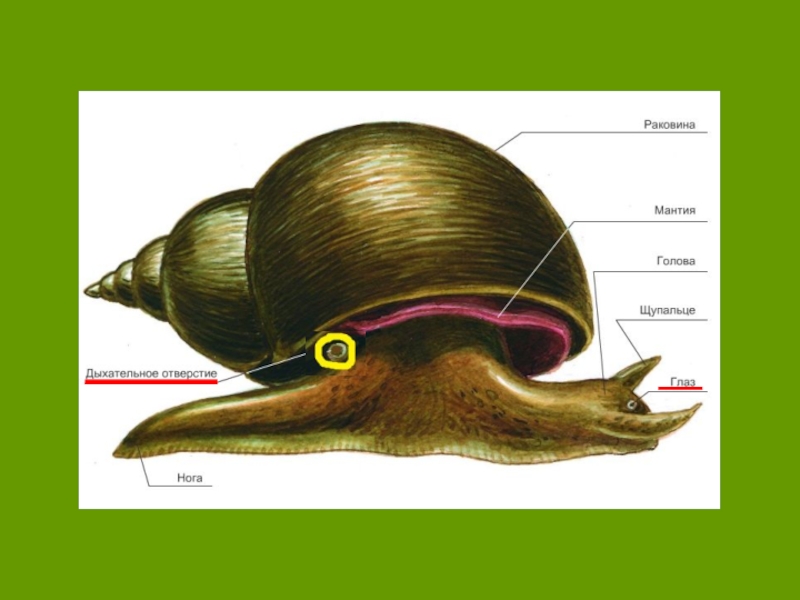 Органы моллюска на рисунке