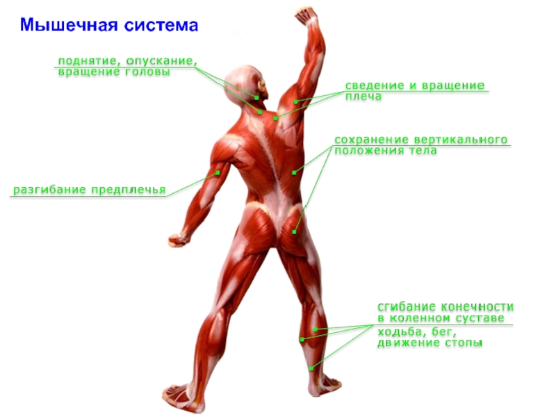 Какое количество мышц у человека. Мышцы человека. Мышечная система человека для детей. Система мышц человека. Мышцы человека для детей.
