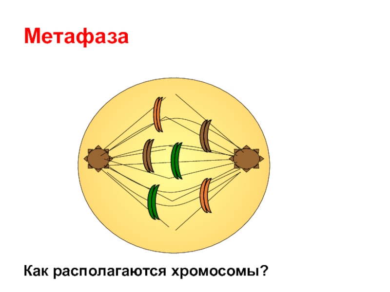 Метафаза хромосомы. В метафазе хромосомы располагаются. Как выглядит метафаза. Полая метафаза. Метафаза человеческой хромосомы в метафазе.