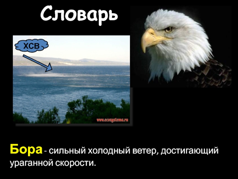 Природные комплексы России. Ураганные ветры на Кавказе. Природный словарь - Бор. Чем ветер сильнее тем холоднее?.