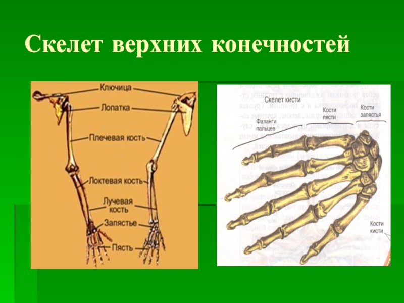 Скелет верхних конечностей скелет плечевого пояса. Скелет свободной верхней конечности анатомия. Скелет верхней конечности свободная конечность. Скелет пояса верхних конечностей. Скелет плечевого пояса и свободной верхней конечности.