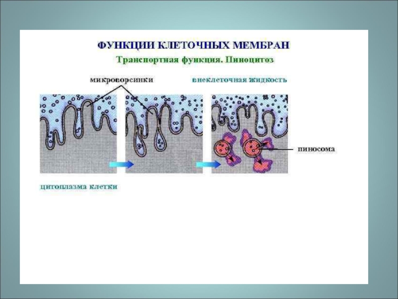 Функция мембраны клетки является. Транспортная функция клеточной мембраны. Транспортная функция мембраны клетки. Микроворсинки клеточной мембраны.