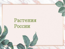 Презентация по географии Растения России