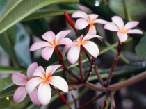 Презентация по литературному чтению С.А.Есенин