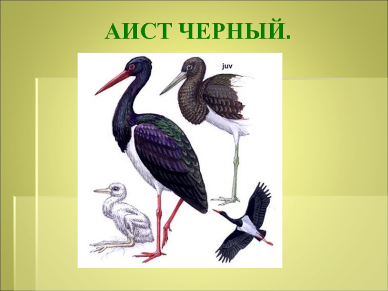 Как нарисовать черного аиста из красной книги