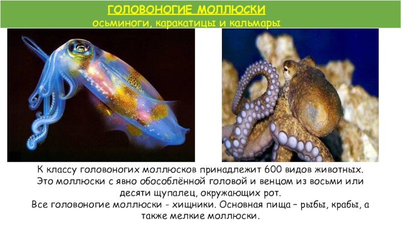 Морским моллюскам относятся. Представители класса головоногие. Покровы головоногих. Класс головоногие моллюски симметрия. Головоногие моллюски гермафродиты или.