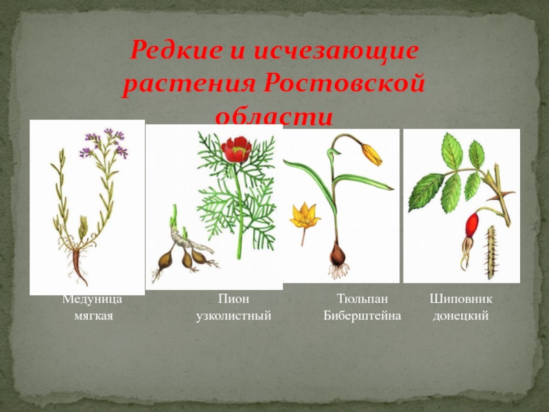 Редкие и исчезающие растения Ростовской областиМедуница мягкаяПионузколистныйШиповник донецкийТюльпан Биберштейна