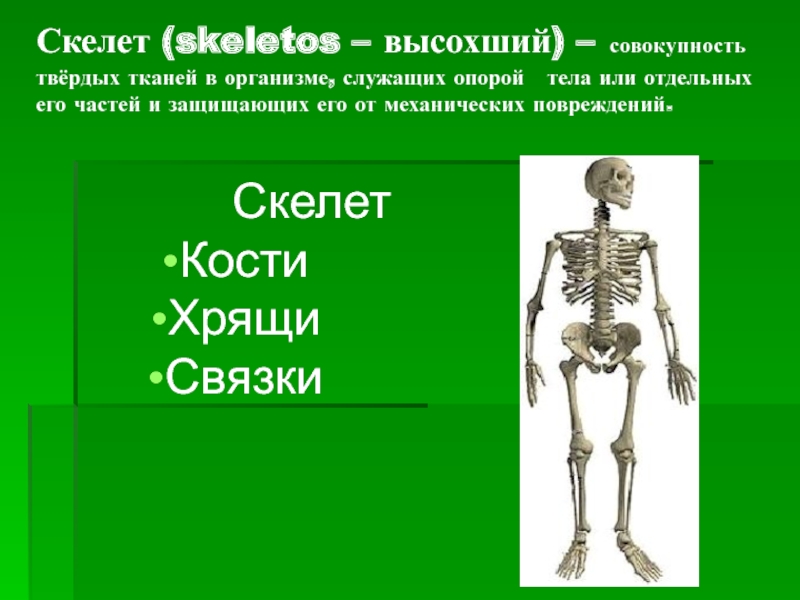 Скелет опора организма