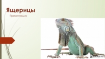 Презентация по биологии Ящерицы