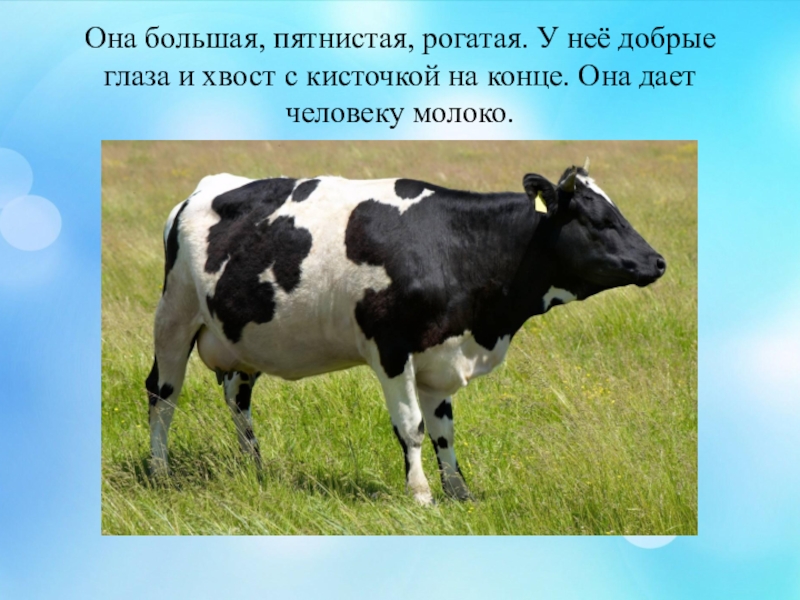 Корова краснодарского края авито. Краснодарская корова. Коровы Краснодарский край. Телята в Краснодарском крае. Корова человек большой пестрый.