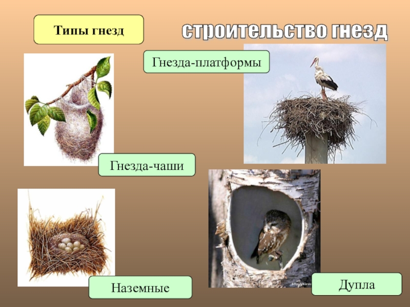 Как птицы строят гнезда презентация