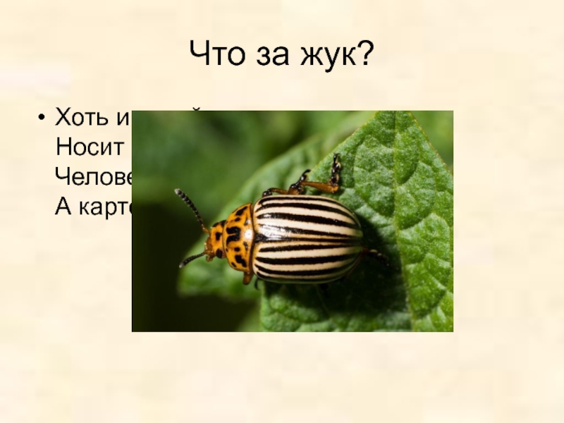 Жуков презентация 1 класс. Разноцветные жуки.1 класс презентация. Презентация разноцветные жуки. Разноцветные жуки изо 1 класс. Разноцветные жуки изо 1 класс презентация.