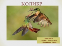 Презентация по окружающему миру Колибри