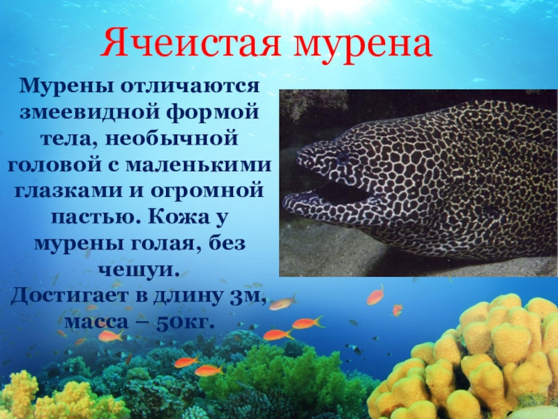 Презентация подводный мир морей и океанов