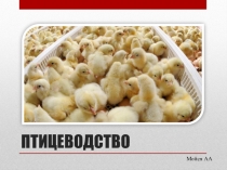 Животноводство Птицеводство