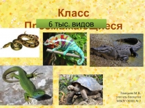 Презентация по биологии на тему Класс Пресмыкающиеся (7 класс)