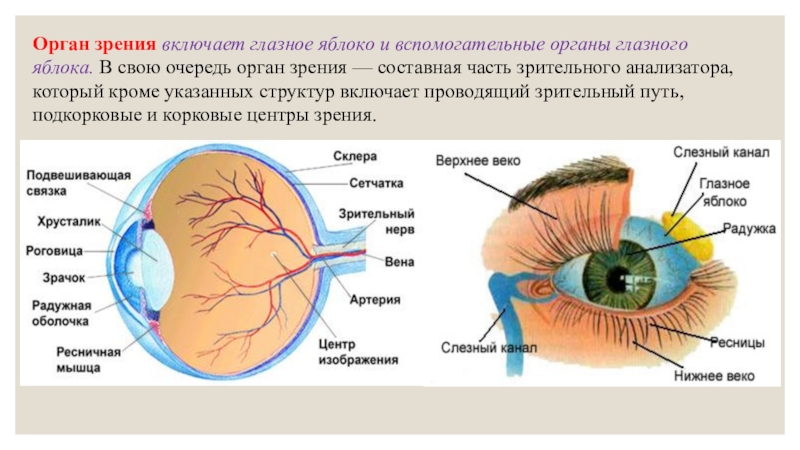 Презентация на тему зрительный анализатор