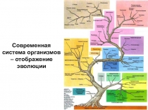 Презентация по биологии на тему Современная система организмов - отображение эволюции (11 класс)