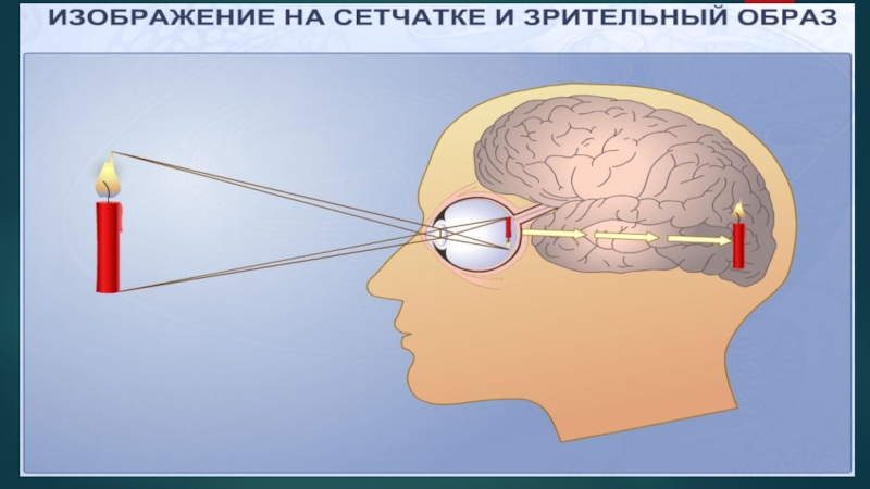 Формирование изображения в глазу