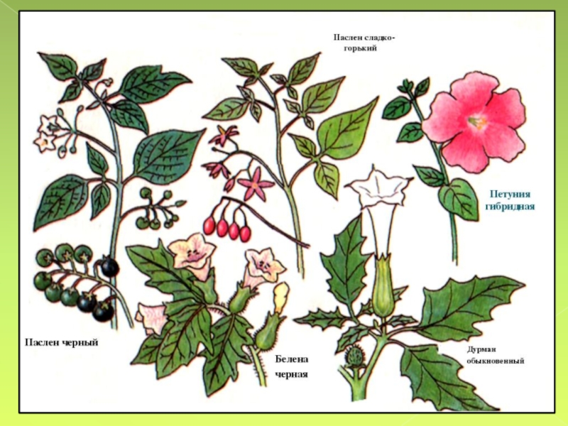 Листья простые или сложные семейства пасленовые. Паслен дурман. Пасленовые дурман и белена. Пасленовые дурман обыкновенный. Семейство Пасленовые петунья.