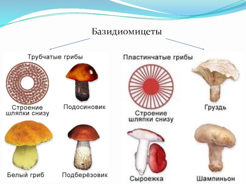 Реферат: Базидиомицеты