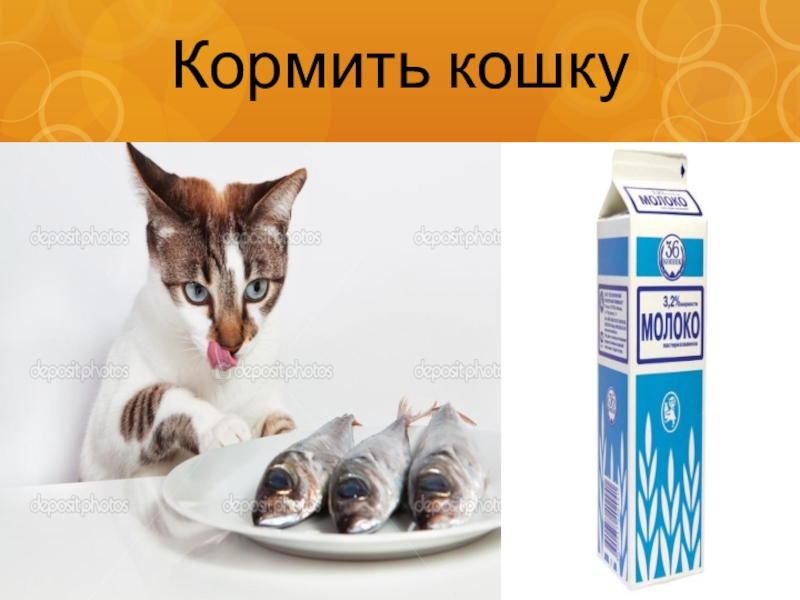 Презентация кормление кошек