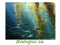 Презентация по биологии для 6 класса Водоросли