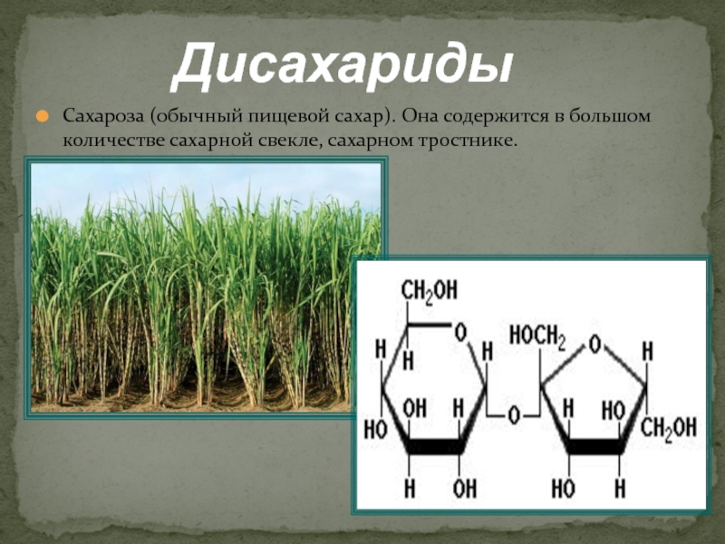 Сахарный тростник формула. Сахароза (обычный пищевой сахар). Сахароза в растениях. Растения содержащие сахарозу. Сахарная свекла сахароза.