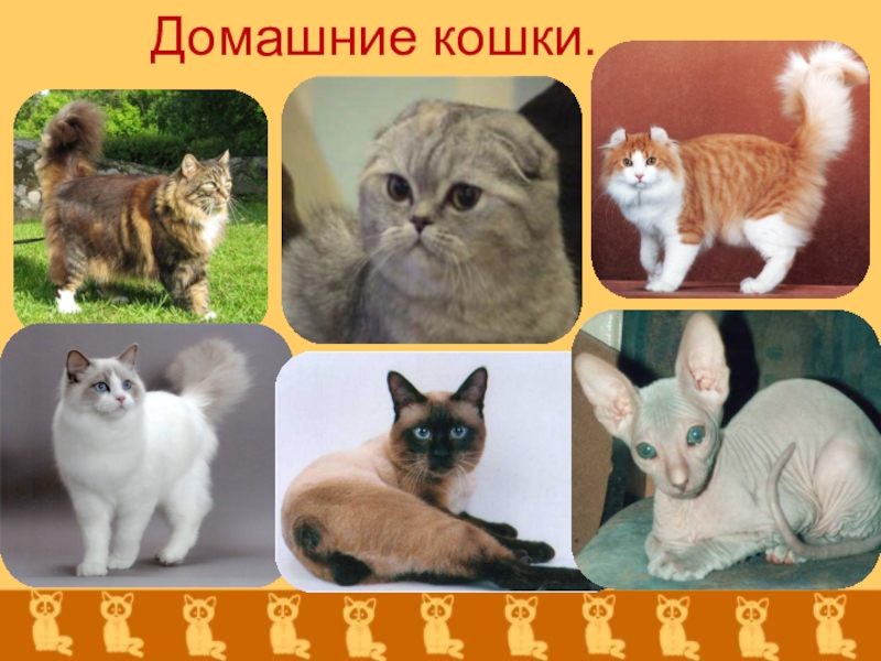 Класс кошки. Презентация домашние животные кошки. Проект про домашних животных про кошек. Породы домашних животных окружающий. Породы домашних животных 2 класс.