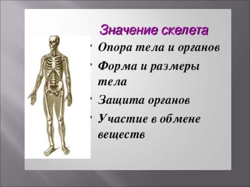 Скелет участвует в обмене. Скелет опора организма 6 класс биология. Скелет опора. Опора тела. Опора тела и движение.
