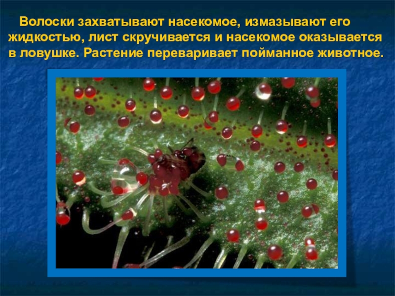Жидкость листа. Как растение переваривается насекомых. Виды изменение листа переваривающих насекомое.