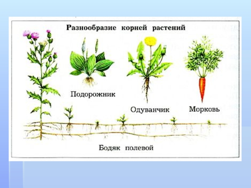 Разный корень. Разнообразие корней. Многообразие корней растений. Разнообразие форм корней. Разнообразие корней у растений таблица.