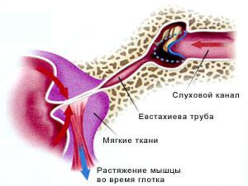 Выравнивание давления в ушах. Слуховая евстахиева труба. Эпителий евстахиевой трубы. Евстахиевы трубы анатомия. Евстахиева труба анатомия.