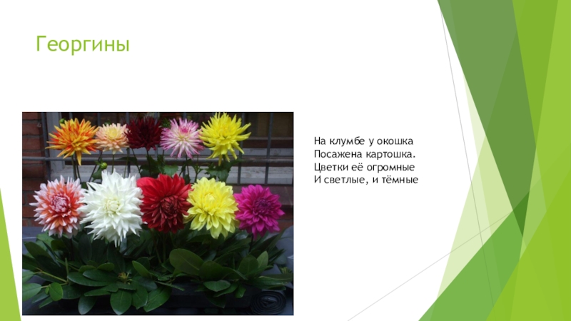 Чудесные цветники весной 2 класс. Растения осенних цветников окружающий мир. Чудесные цветники. Чудесные цветники осенью 2 класс. На клумбе у окошка посажена картошка цветки.