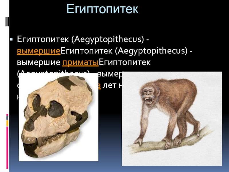 Вымерший примат с дипломатическим названием. Египтопитек характеристика. Парапитек. Парапитеки образ жизни. Парапитеки Проплиопитеки.