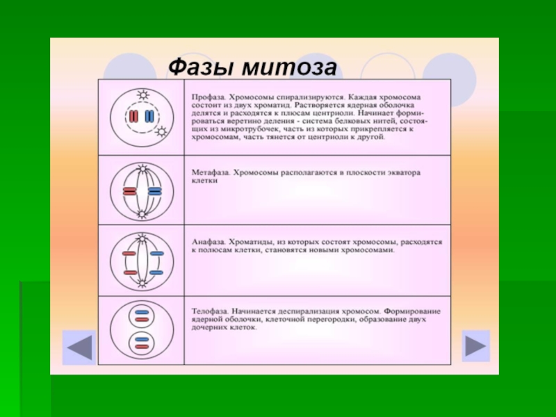 Митоз фазы с рисунками