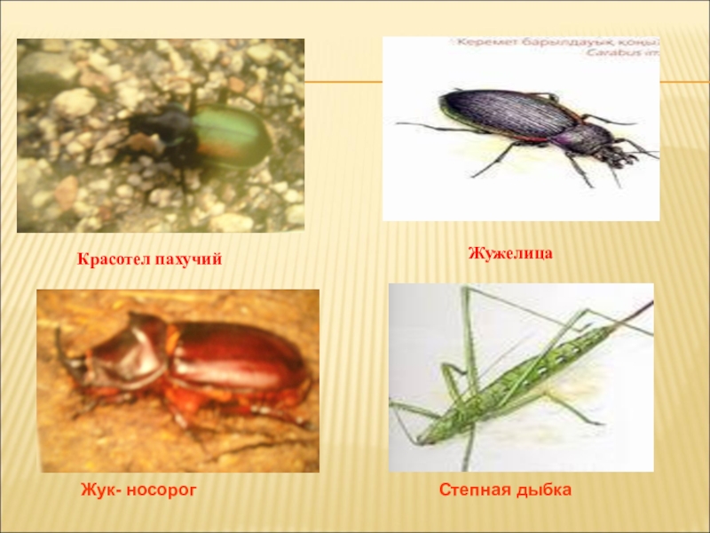 Какой тип развития характерен для дыбки степной изображенной на рисунке 1 обоснуйте свой ответ