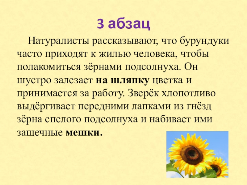 3 абзац Натуралисты рассказывают, что бурундуки часто приходят к жилью человека, чтобы полакомиться зёрнами подсолнуха. Он