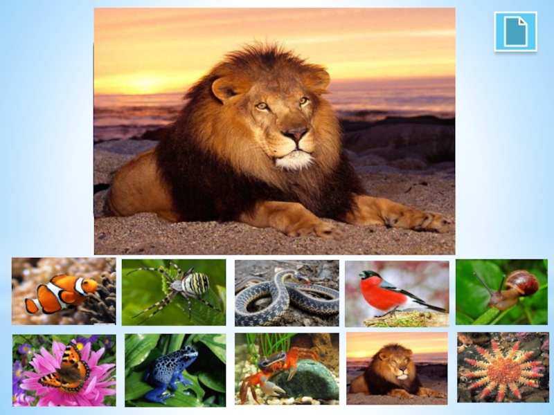Урок многообразие животных. Разнообразный животный мир. Многообразие зверей. Мир животных разнообразие.