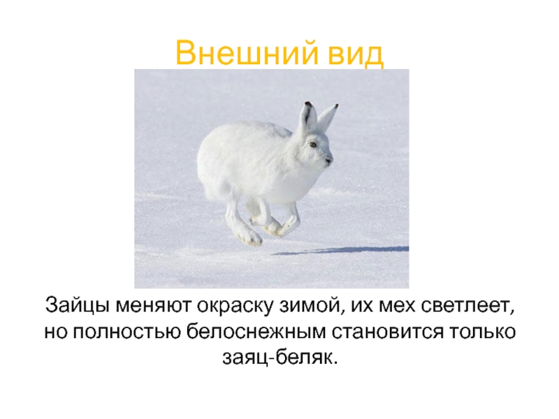 Изменение окраски зайца беляка. Зайцы меняют окраску зимой. Заяц меняет окрас зимой. Зайцы которые меняют окраску. Меняют ли зайцы окрас зимой.
