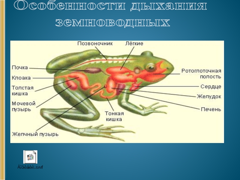 Какая особенность строения дыхательной системы головастиков. Дыхательная система земноводных 7 класс биология. Класс земноводные внутреннее строение лягушки. Органы дыхания системы лягушки. Строение дыхательной системы лягушки.