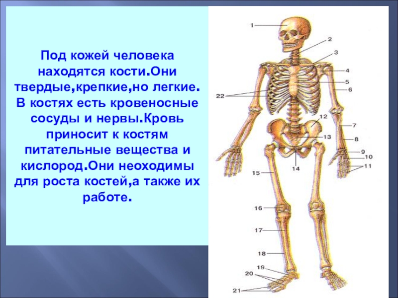Про скелет человека. Скелет человека. Строение скелета человека. Название частей скелета человека. Составные части скиолета.