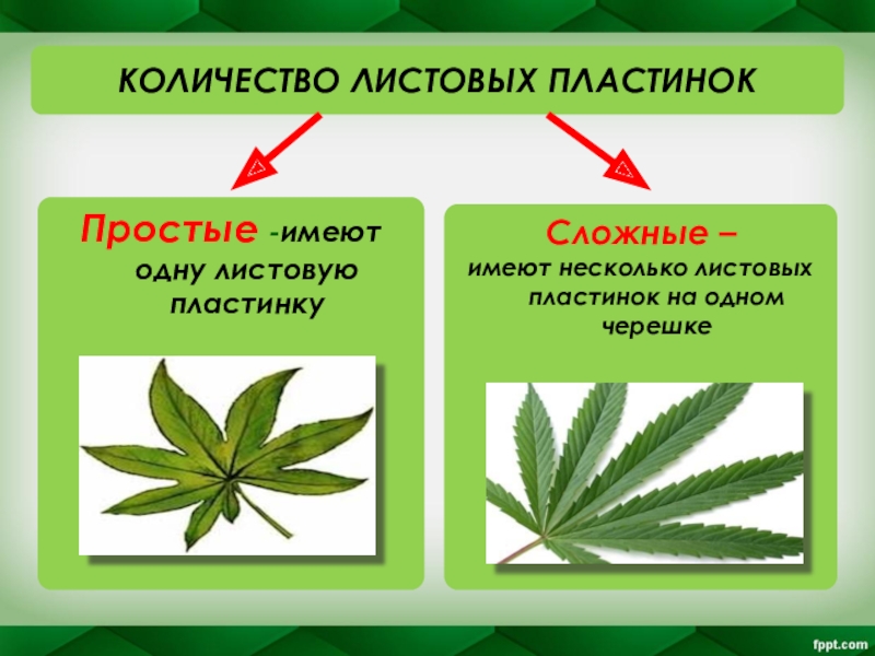 простые и сложные листья. классификация листьев по строению листовой пластинки. простые и сложные листовые пластинки. листовые пластики. по количеству листовых пластинок.