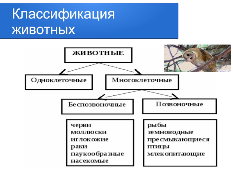 Презентация по биологии на тему животные 5 класс