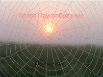 Презентация по биологии ПАУКООБРАЗНЫЕ