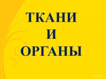 Презентация по биологии Ткани и органы