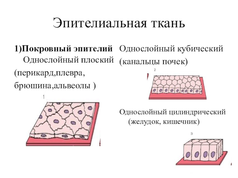 Однослойный эпителий