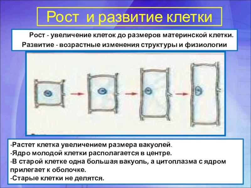 Процесс увеличения клетки