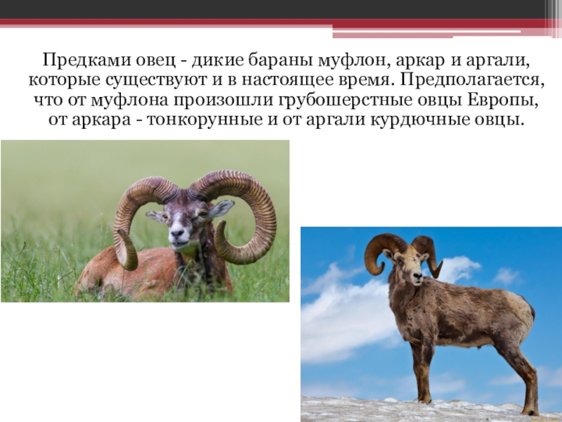 Дикий предок овцы. Муфлон предок овец. Одомашнивание баран дикий баран. Дикие бараны «муфлон» и «Архар».