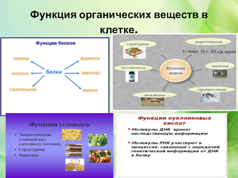 Химический состав клетки 5 класс биология презентация